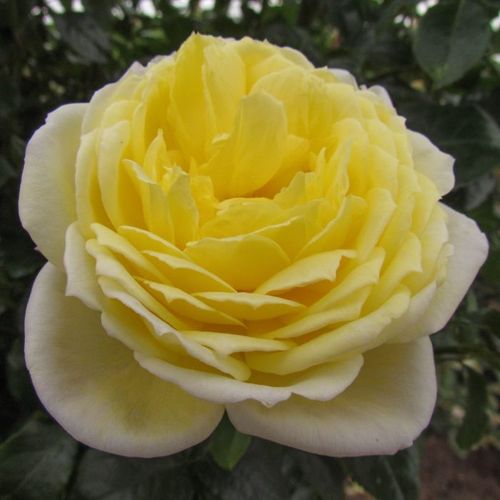 Amarillo - Rosa - Amnesty International - Comprar rosales online